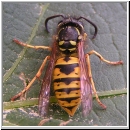 Vespula germanica - Deutsche Wespe - 01.jpg